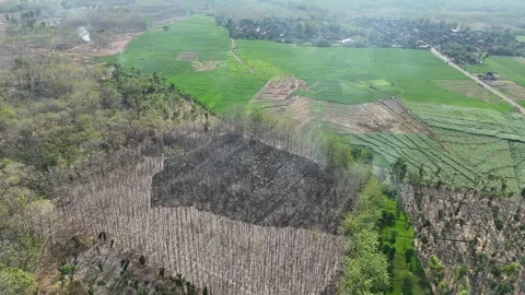 Forest Land Clearing Aerial View Stock Footage 345860498