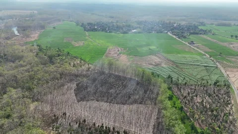 Forest Land Clearing Aerial View Stock Footage 345860507