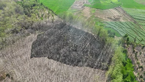 Forest Land Clearing Aerial View Stock Footage 345860622