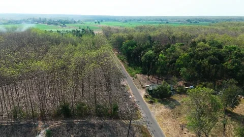 Forest Land Clearing Aerial View Stock Footage 345860625