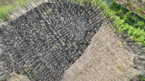 Forest Land Clearing Aerial View Stock Footage 345860732