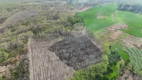 Forest Land Clearing Aerial View Stock Footage 345860744
