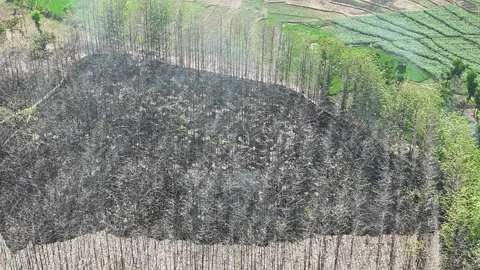 Forest Land Clearing Aerial View Stock Footage 345860767