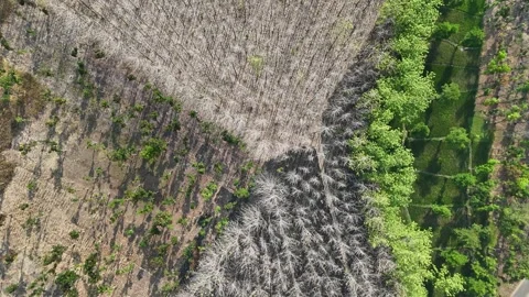 Forest Land Clearing Aerial View Stock Footage 345860811