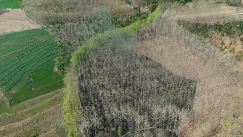 Forest Land Clearing Aerial View Stock Footage 345860853