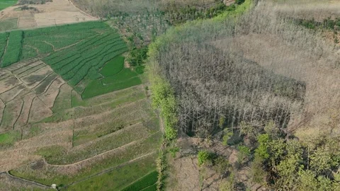 Forest Land Clearing Aerial View Stock Footage 345860902