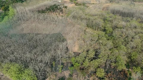 Forest Land Clearing Aerial View Stock Footage 345860991