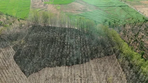 Forest Land Clearing Aerial View Stock Footage 345861036