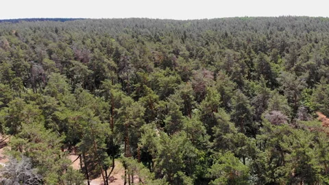 Forest landscape from above Stock Footage 91560778