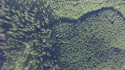 Forest landscape. aerial view Stock Footage 67558619