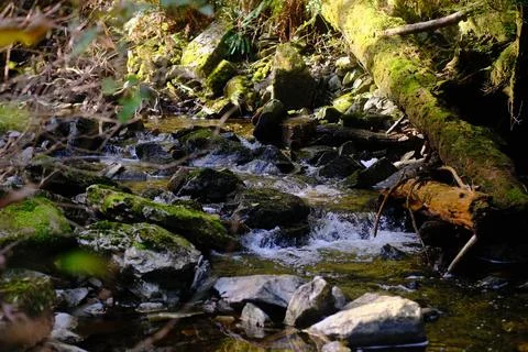 Forest landscape along the Ridgeway shoot 9 Stock Photos