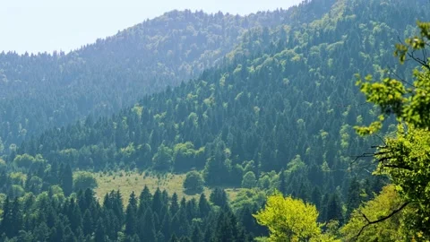 Forest Landscape And Nature Conservation Concept, environmental protection 库存影片 335387880