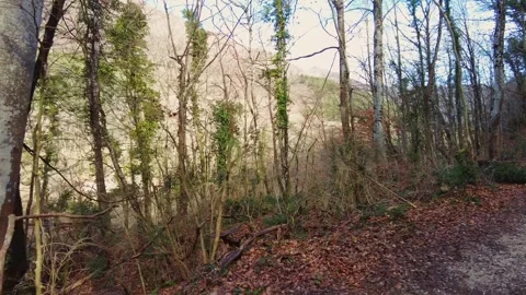 Forest landscape in autumn Stock Footage 274027736