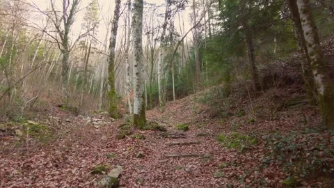 Forest landscape in autumn Stock Footage 274027877