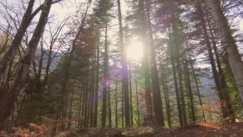 Forest landscape in autumn Stock Footage 274027894