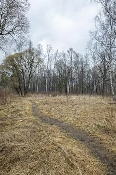 Forest landscape with bare trees and withered grass. Stock Photos