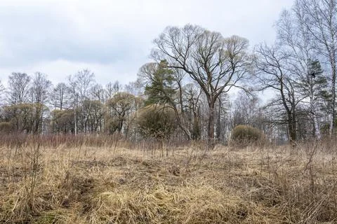 Forest landscape with bare trees and withered grass. Stock Photos