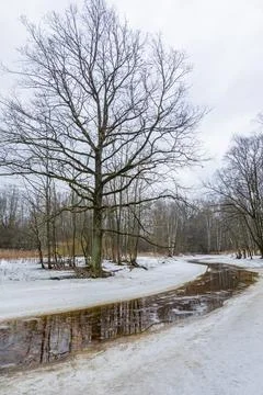 Forest landscape with bare trees and peat river Stock Photos