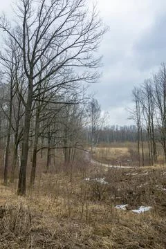 Forest landscape with bare trees and withered grass. Foto stock