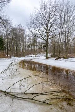 Forest landscape with bare trees and peat river Stock Photos