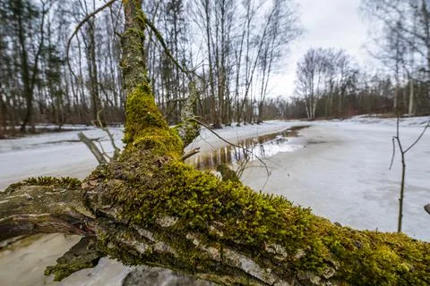 Forest landscape with bare trees and peat river Stock Photos