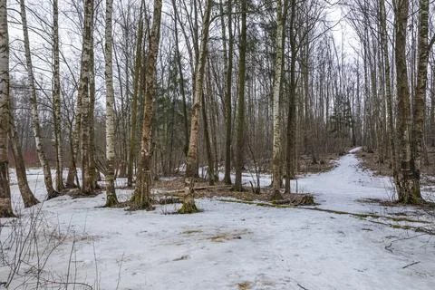 Forest landscape with bare trees and withered grass. Stock Photos
