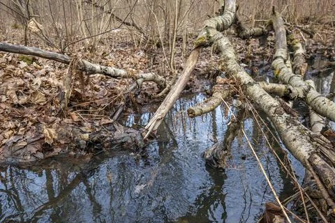 Forest landscape with bare trees and withered grass. Stock Photos