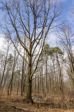 Forest landscape with bare trees and withered grass. Stock Photos
