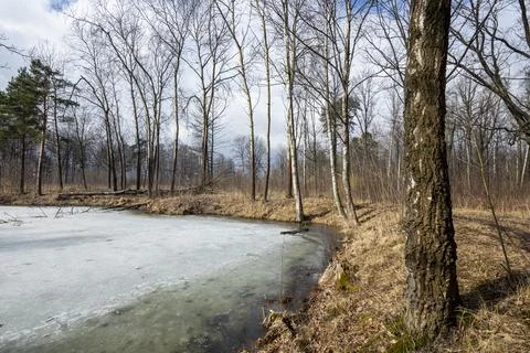 Forest landscape with bare trees and a frozen lake Stock Photos