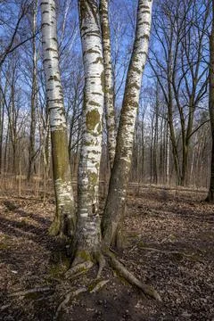 Forest landscape with bare trees and withered grass. Stock Photos