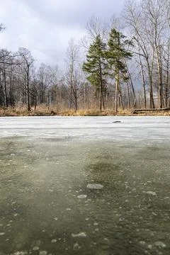 Forest landscape with bare trees and a frozen lake Stock Photos