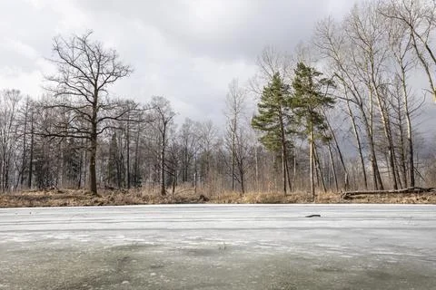 Forest landscape with bare trees and a frozen lake Stock Photos