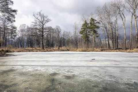 Forest landscape with bare trees and a frozen lake Stock Photos