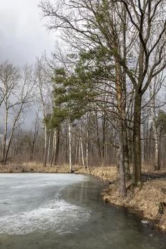 Forest landscape with bare trees and a frozen lake Stock Photos