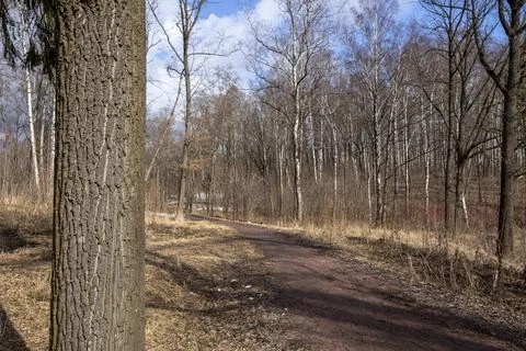 Forest landscape with bare trees and withered grass. Stock Photos