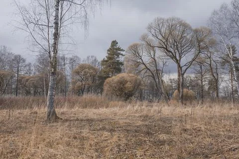 Forest landscape with bare trees and withered grass. Stock Photos