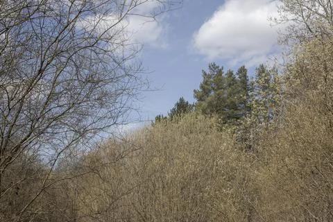 Forest landscape with bare trees and bushes Stock Photos