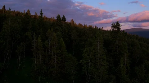 Forest landscape with beautiful background Stock-Footage 112518035