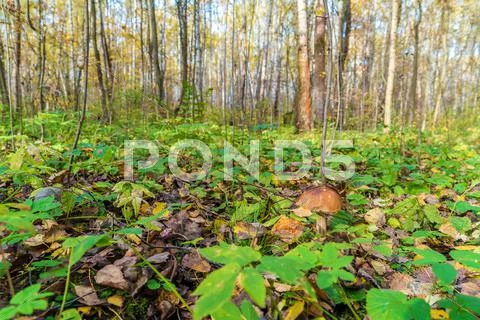 Forest landscape with boletus in the foreground Stock Photos
