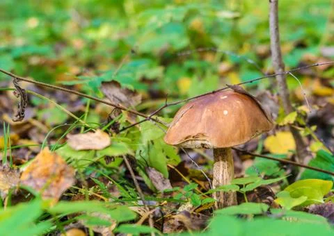 Forest landscape with boletus in the foreground Stock Photos