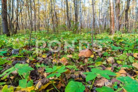 Forest landscape with boletus in the foreground Stock Photos