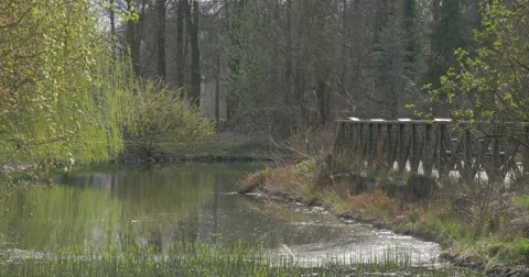 Forest Landscape Bridge in Springtime Park Sunny Day Small River Stony Bank Stock Footage 61907617