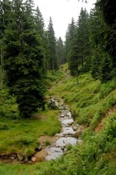 Forest landscape with brook Stock Photos