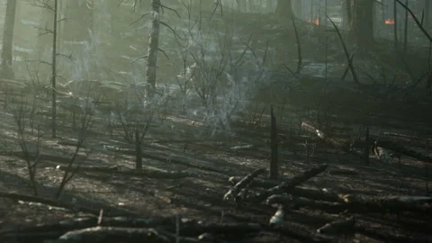 Forest landscape with burnt trees and fog in early morning light Stock Footage 344400353