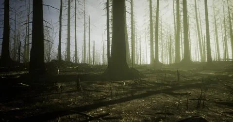 Forest landscape with burnt trees and sunlight filtering through mist Stock Illustration