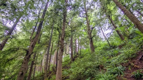 Forest Landscape on Cape Falcon Trail in Coastal Oregon Home to Douglas-Fir, S Stock Footage 309314918