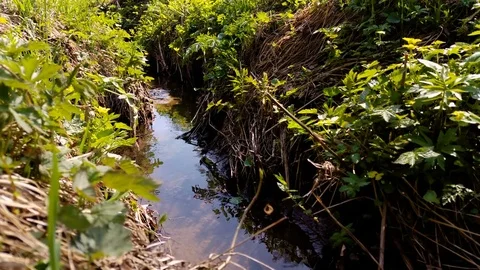 Forest landscape. Close-up shot of a small stream in a deciduous woodland. 4K 動画素材 77283772