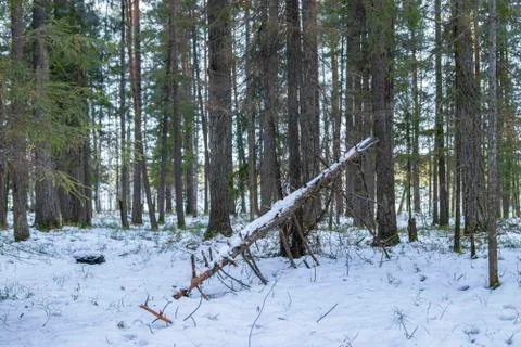 Forest landscape. Coniferous forest fallen from the wind, a broken tree trunk. Stock Photos