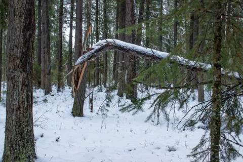 Forest landscape. Coniferous forest fallen from the wind, a broken tree trunk Stock Photos