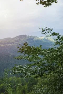 Forest landscape. Coniferous forest 写真素材